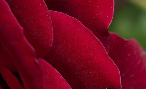 Rosenblätter