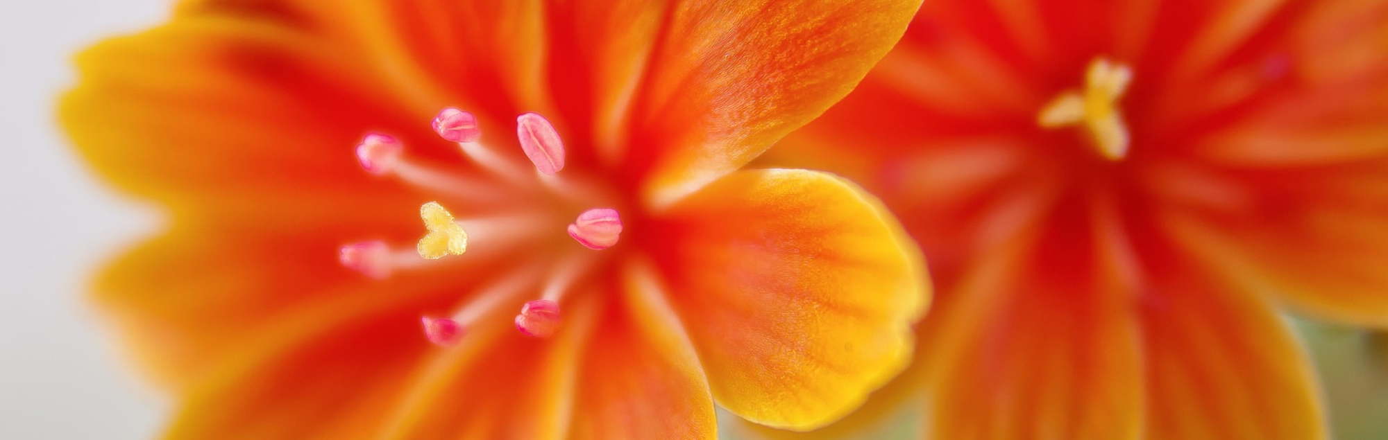 Blüte der Lewisia