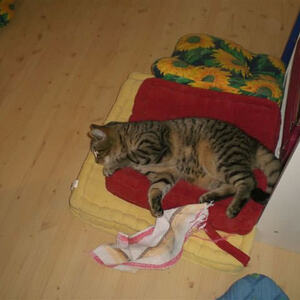 Ratschen